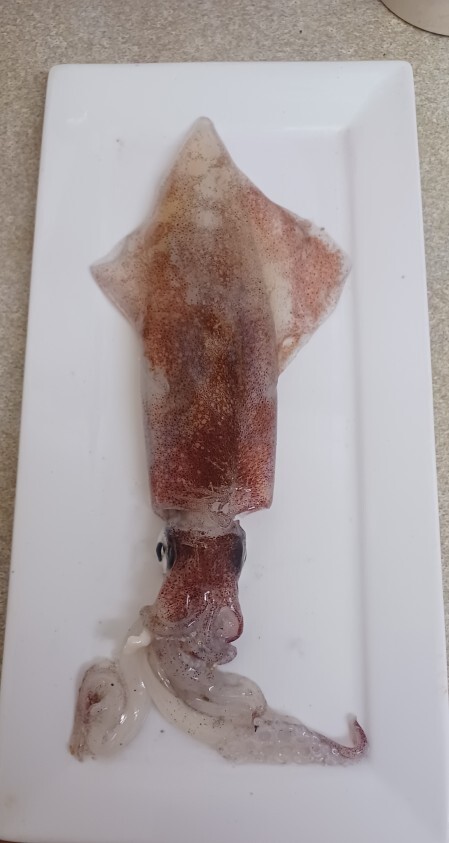 Do you like squid?