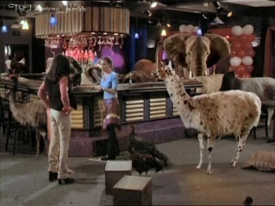 If you went to work and everyone was turned into animals, what would you do?