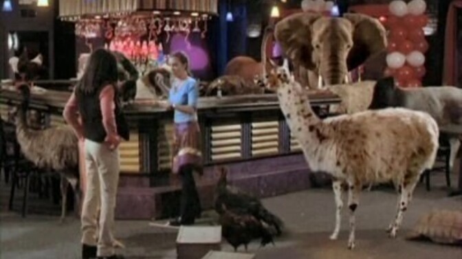 If you went to work and everyone was turned into animals, what would you do?