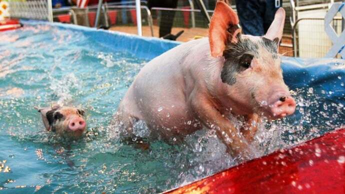 This little piggy went swimming