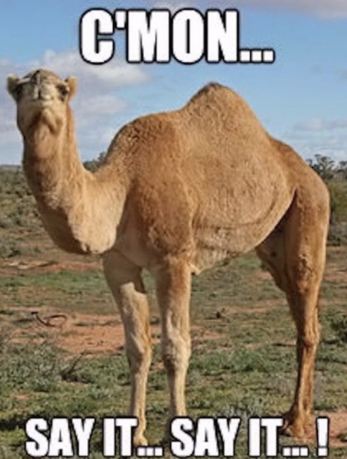 It’s HUMP DAY!