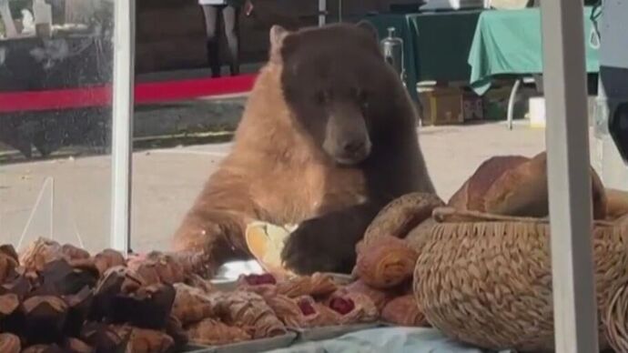 If you went to a farmers market and saw a bear casually eating pastries there what would you do?