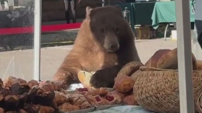 If you went to a farmers market and saw a bear casually eating pastries there what would you do?