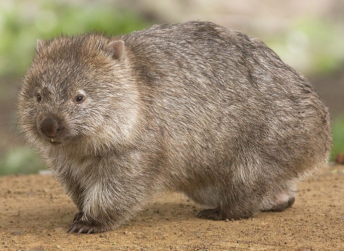 If you don’t know what a wombat is now you do.