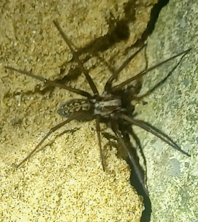 Should I have rescued this giant house spider from a beach car park?