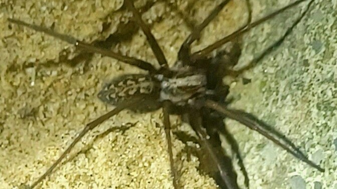 Should I have rescued this giant house spider from a beach car park?