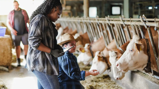 Should the US government help cattle farmers hurt by beef imports, or is that socialism?