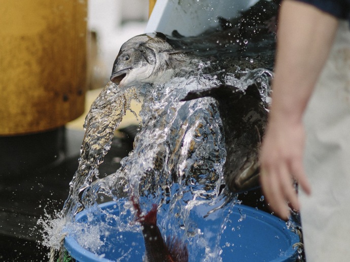 Would You Drink FISH MARKET Water If It Were The Only Source Of Water & You Were Really Dehydrated?
