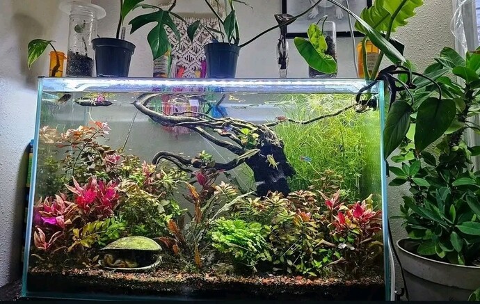 For those of you who have planted fish tanks, where do you get your live plants?