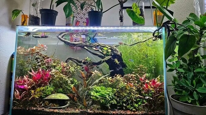For those of you who have planted fish tanks, where do you get your live plants?
