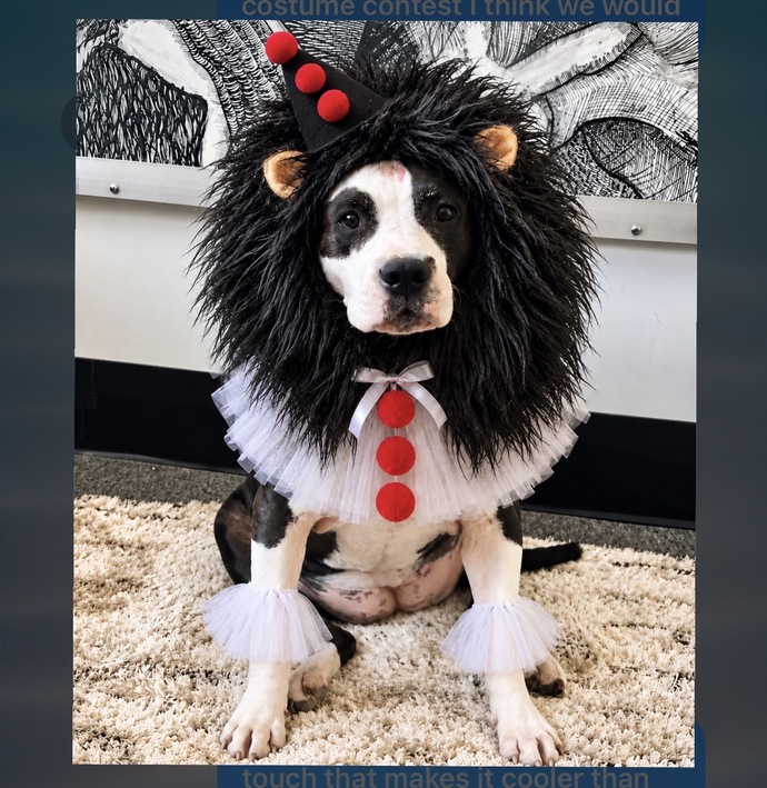 What do you think of this matching Halloween costume idea for me and my dog?