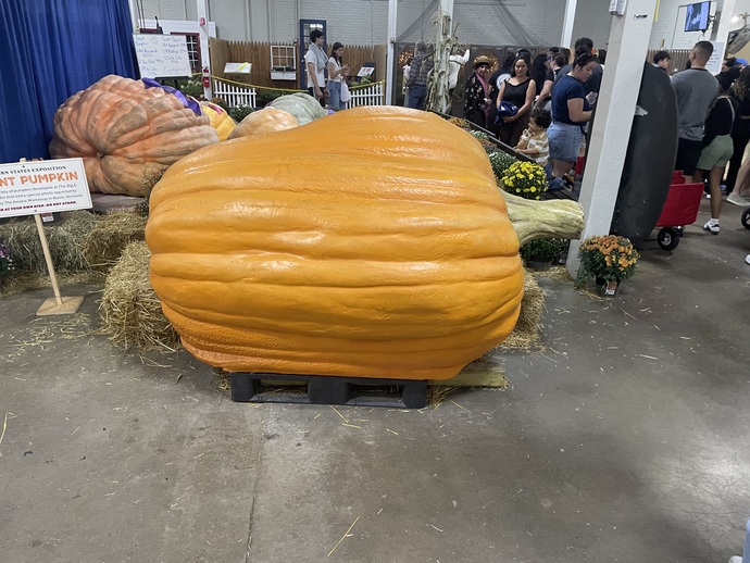 What can you do with a giant pumpkin?