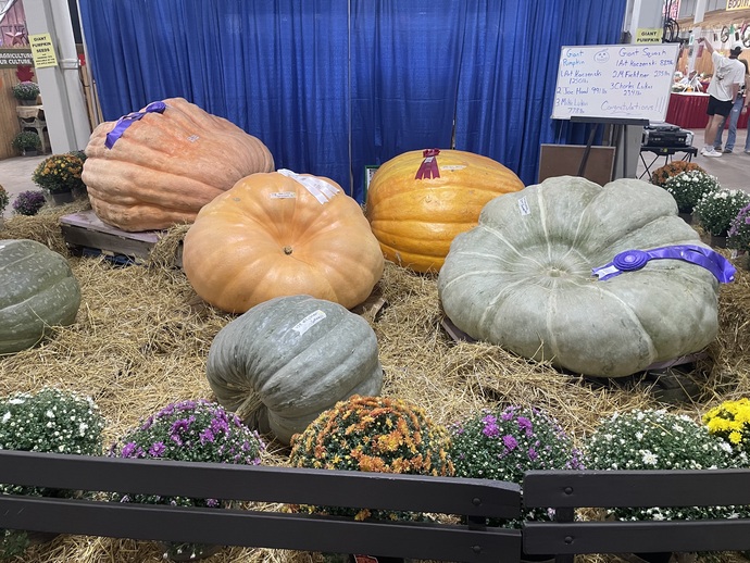 What can you do with a giant pumpkin?