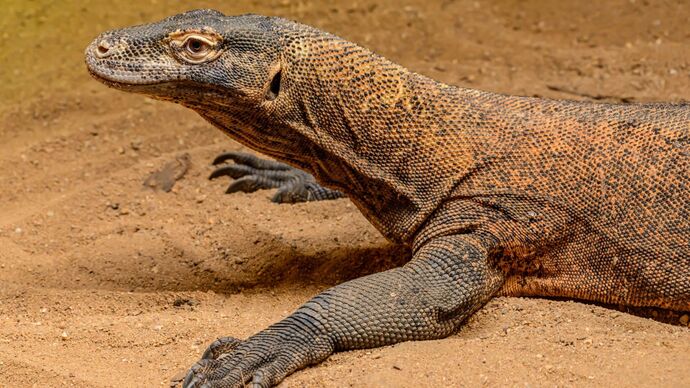 What dangerous animal would you like to cuddle?