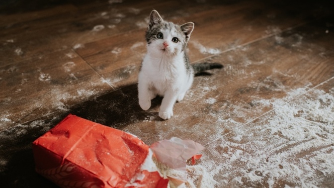 What's the most annoying thing your pet does that you can't even stay mad about?