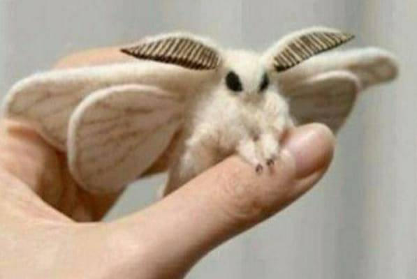 Do YOU think this fluffy moth is cute or icky?