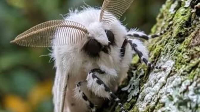 Do YOU think this fluffy moth is cute or icky?