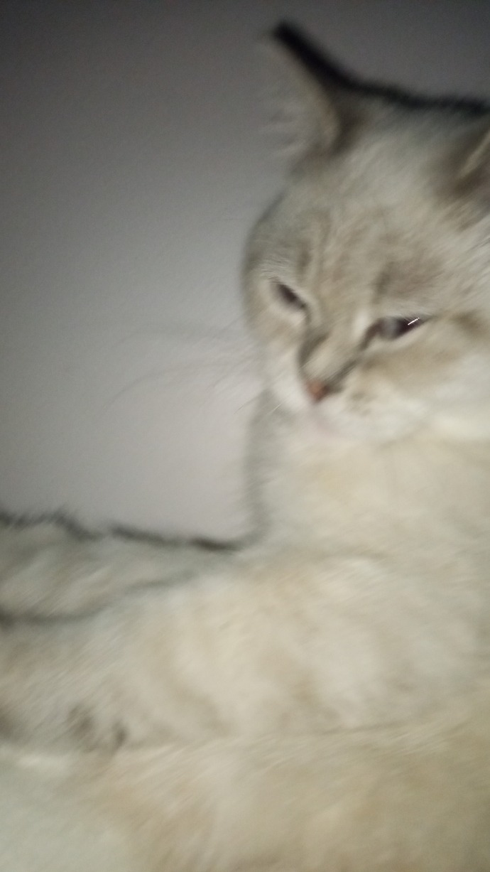 My cat is shedding fur, how can I reduce his shedding?