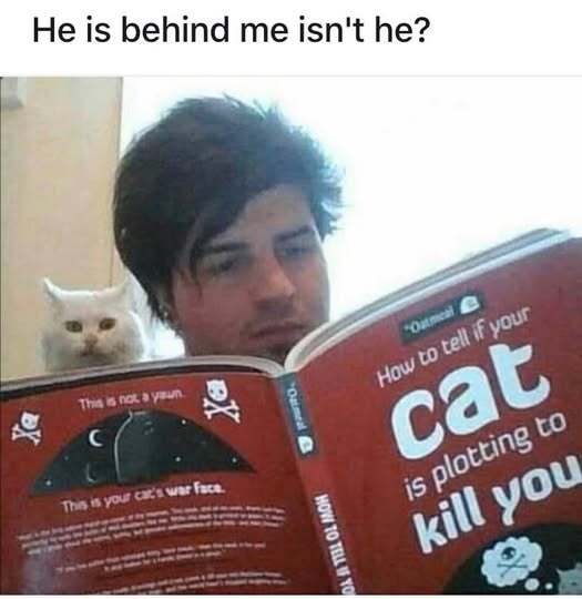 Do you think the cat knows he knows?