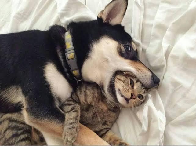 Do you think the cat knows he knows?