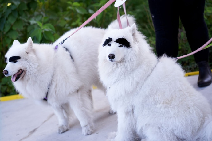 Do Dogs have Eyebrows?