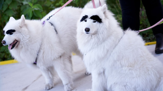 Do Dogs have Eyebrows?