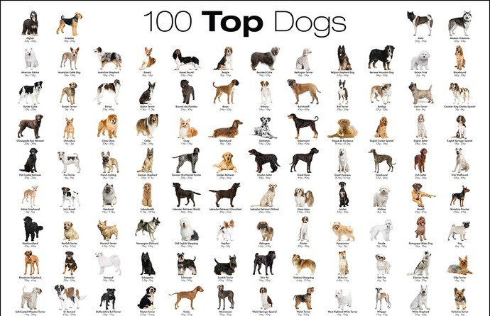 Dog Owners, is your DOG a pure breed, mixed breed, or a mutt?