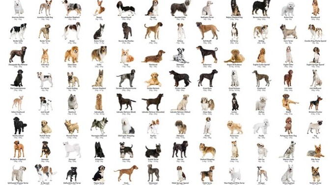 Dog Owners, is your DOG a pure breed, mixed breed, or a mutt?