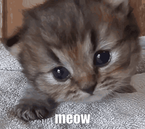 the kitty..