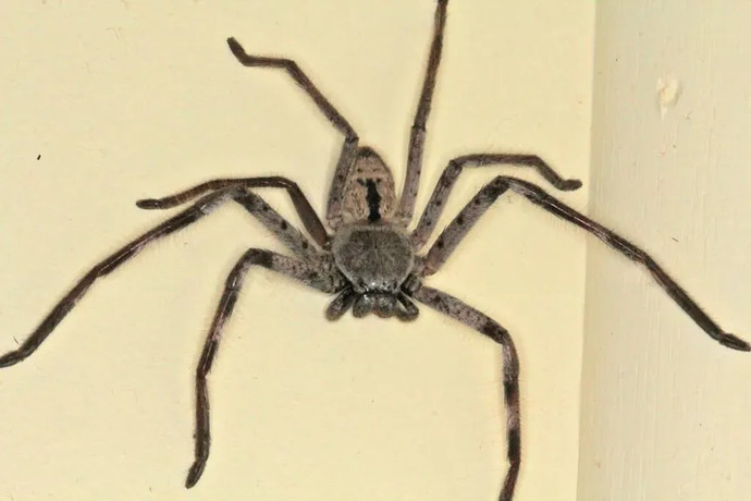 Are you afraid of spiders?