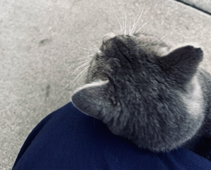 Do you get visits from specific stray cats or the ones you once owned or fostered and eventually adopted into loving homes?