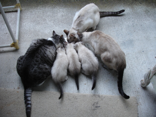 Do you get visits from specific stray cats or the ones you once owned or fostered and eventually adopted into loving homes?