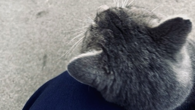 Do you get visits from specific stray cats or the ones you once owned or fostered and eventually adopted into loving homes?