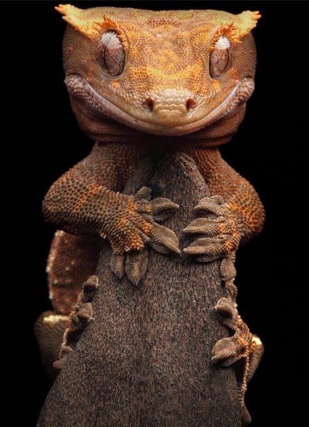 Do you have phobias or irrational fears? What are you absolutely terrified of, even if other people think it's silly?