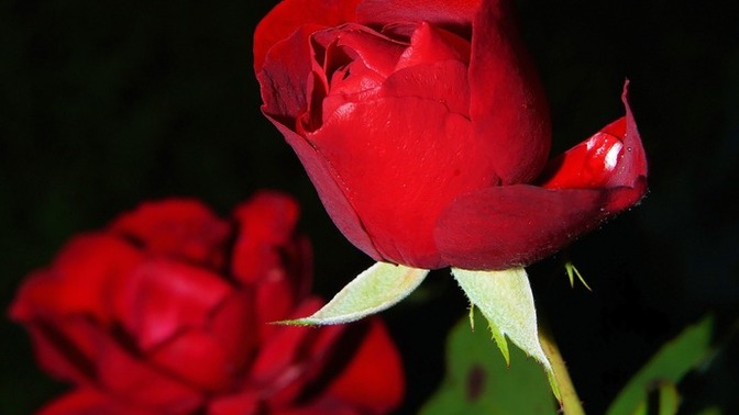 Give me your best 'Roses are red' poems. What do you think about it?