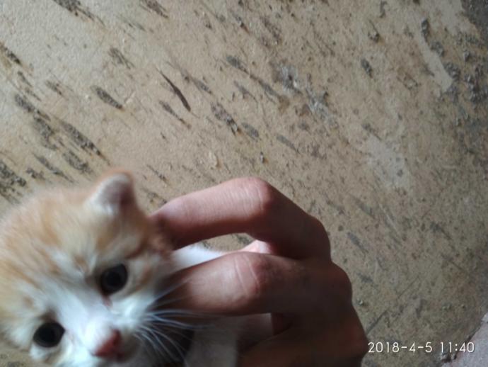 My girlfriend wants me to get rid of my cat or she says she will break up with me